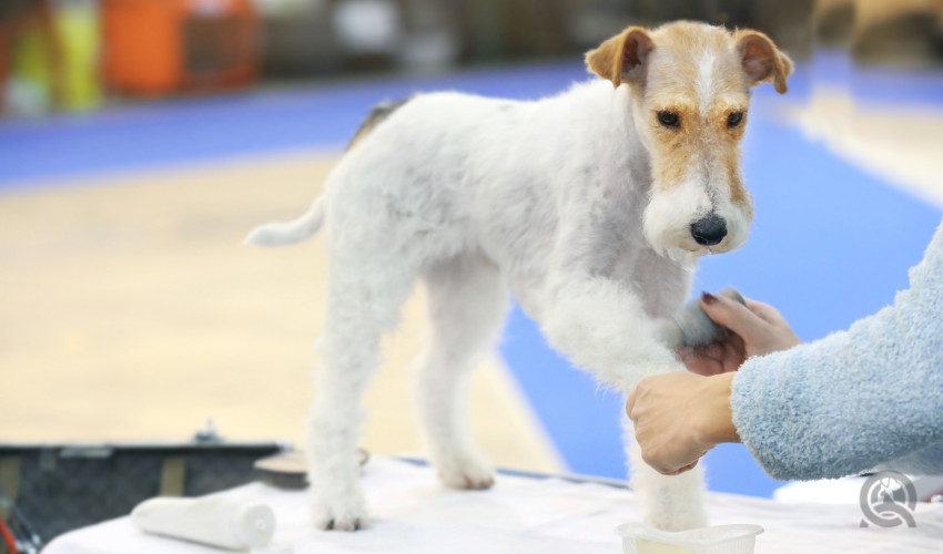 The Pet grooming Shows & Conventions You Need to Attend This Year To Find Dog Grooming Jobs - Dog Being Tended
