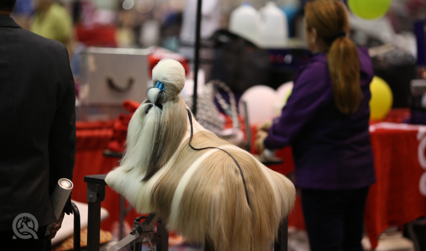 The Pet grooming Shows & Conventions You Need to Attend This Year To Find Dog Grooming Jobs - Dog Grooming Convention Still Shot