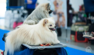 The Pet grooming Shows & Conventions You Need to Attend This Year To Find Dog Grooming Jobs- Dog Sitting At Grooming Show