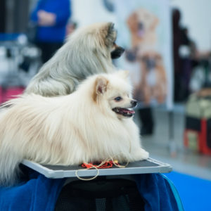 The Pet grooming Shows & Conventions You Need to Attend This Year To Find Dog Grooming Jobs- Dog Sitting At Grooming Show - Feature Image
