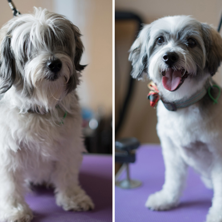 online dog grooming school online student before and after photos by Katie Harris