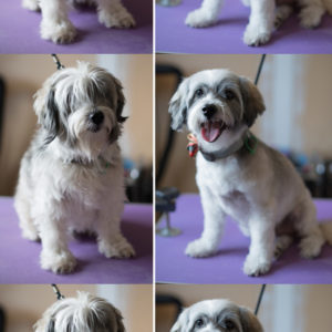 katie harris online dog grooming school student before and after grooms
