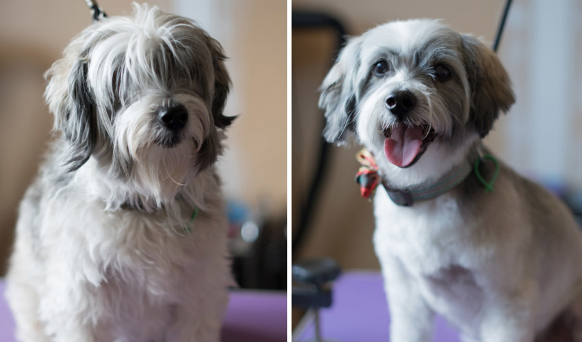 professional dog grooming before and after qc pet studies