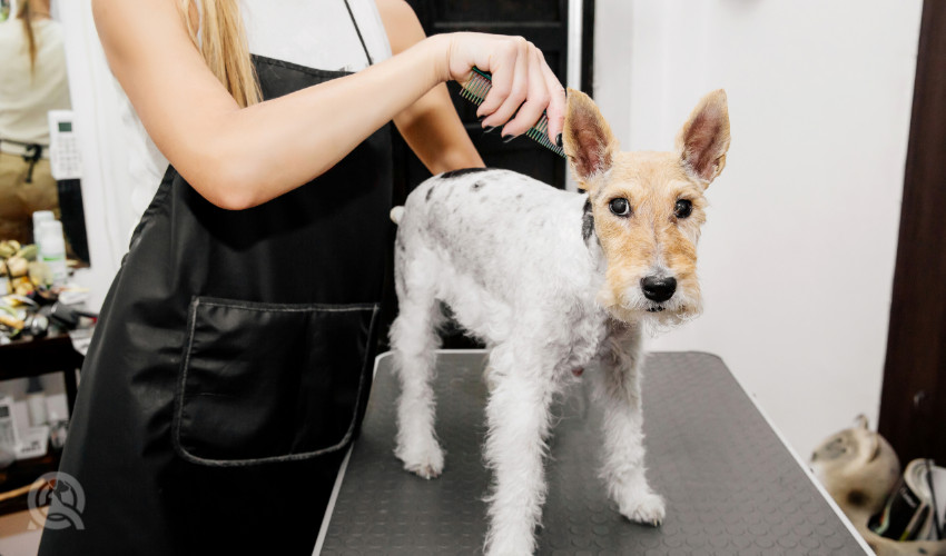 professional dog grooming grooming puppy