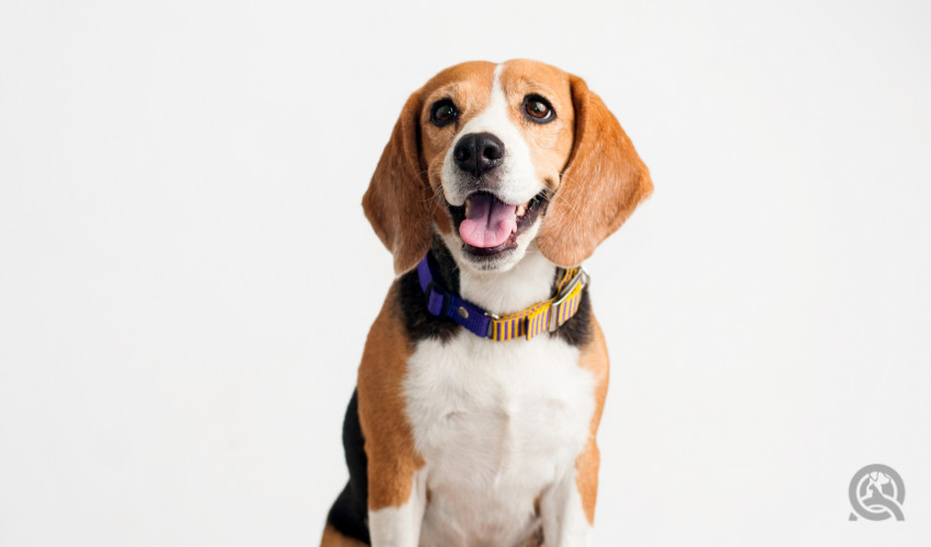 beagle dog portrait for professional dog groomer portfolio to get dog groomer jobs