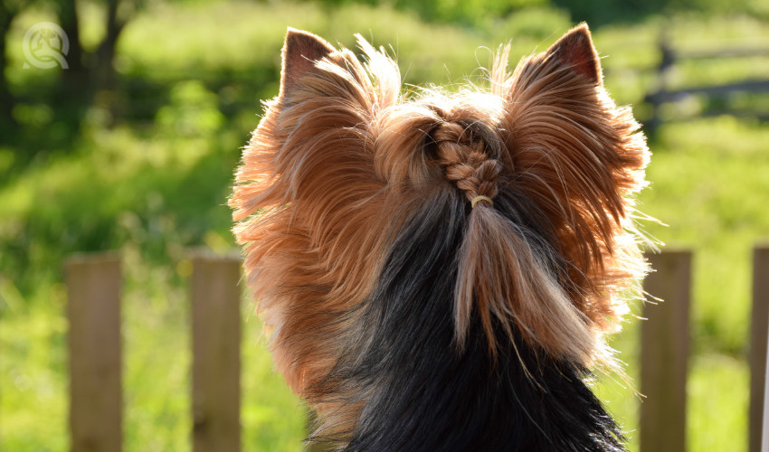 braid on dog showing off dog grooming training and braid of hair