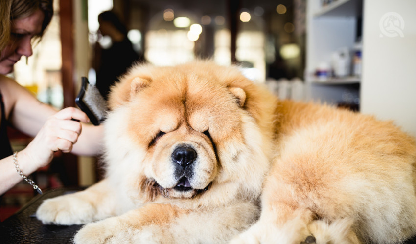 chow chow hair brush by professional pet groomer