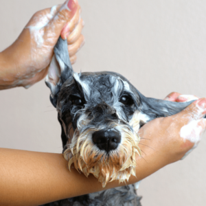 Schnauzer Dog grooming, getting a bath
