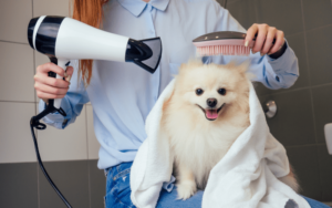 pomeranian getting hair brushed and dried