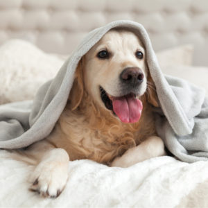 dog grooming tips to banish pet odors