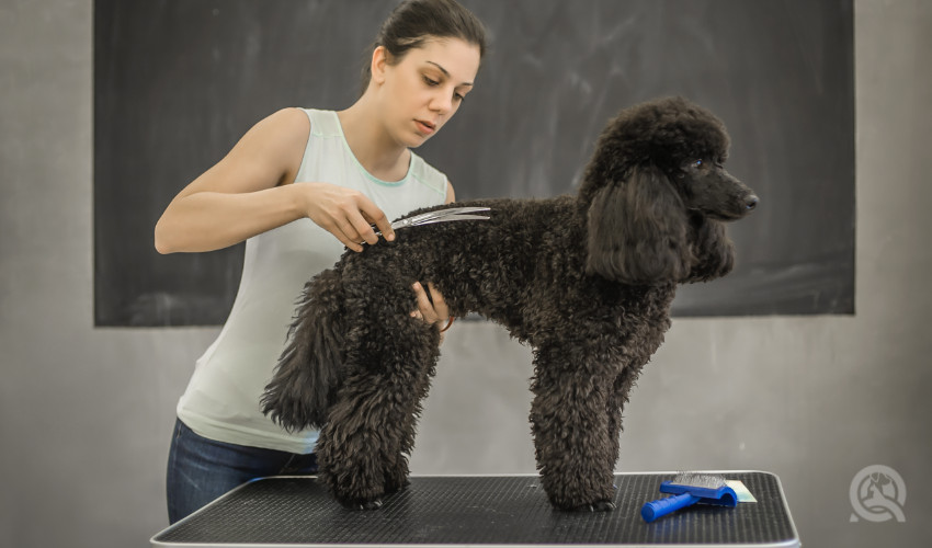 dog grooming course student
