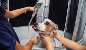 professional grooming a dog - dog groomer