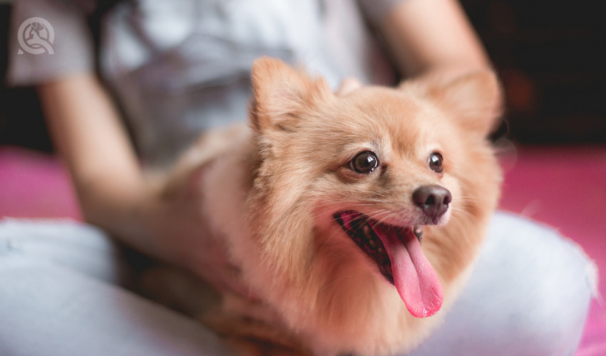 happy dog in home - dog grooming tips