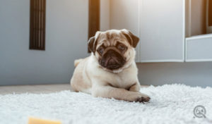 professional dog grooming - remove pet stains - pug on rug