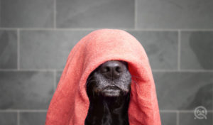dog grooming business bad reviews hide face