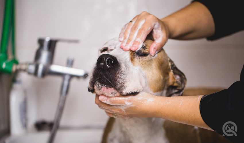 washing head of dog - dog grooming course