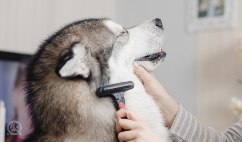 dog grooming equipment - uncoat rake husky dog grooming