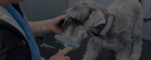 dog groomer grooming a miniature schnauzer