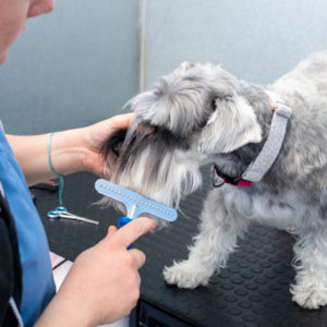 dog groomers grooming a miniature schnauzer