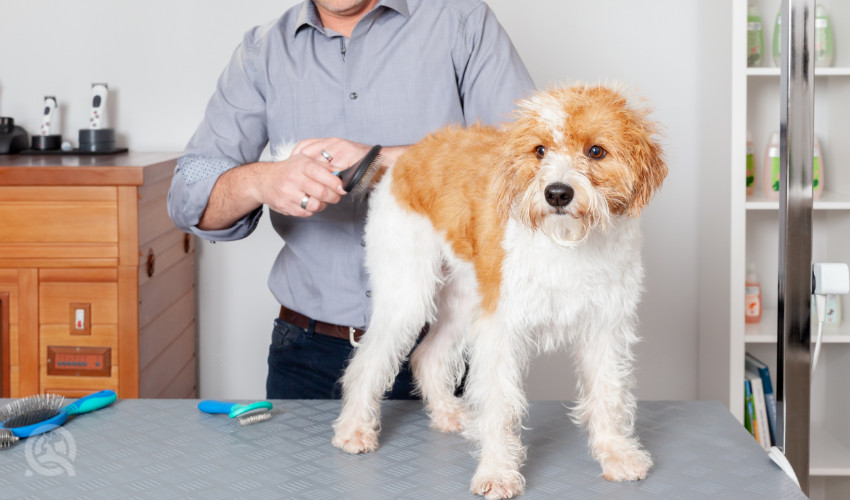 dog groomer working on a dog on dog grooming table