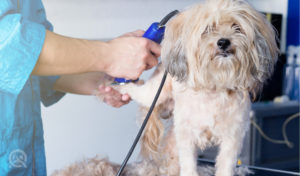 dog grooming in a professional dog groomer salon