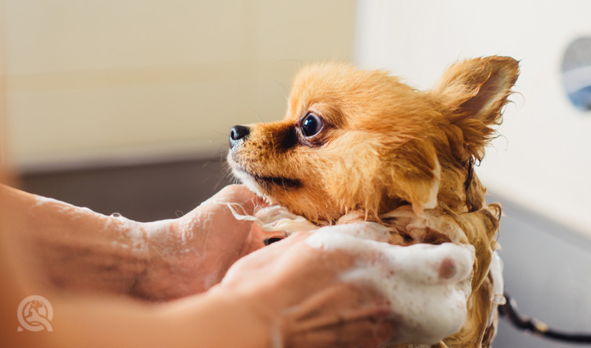 bathing a dog grooming job