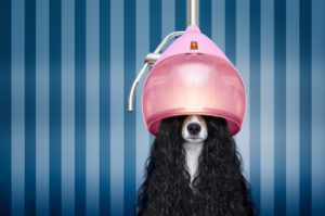long haired dog in salon with hair dryer over head