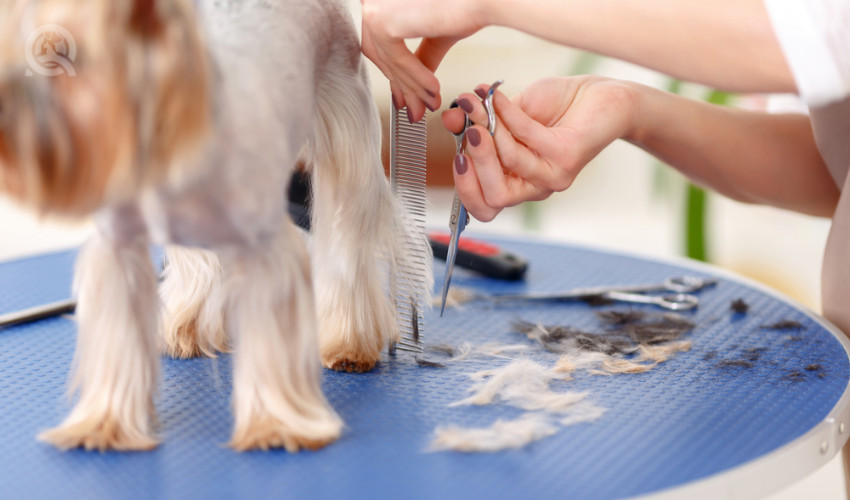 dog grooming equipment on grooming table