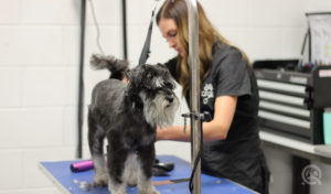 dog grooming course online graduate Casey Bechard grooming a dog