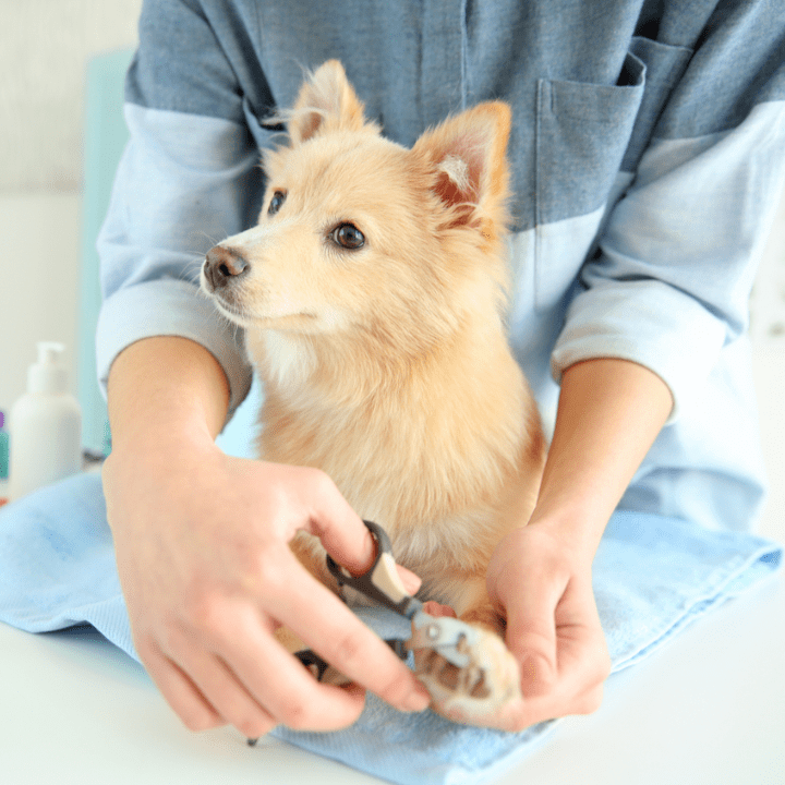 beautiful medium-sized dog getting nails clipped at groomer's