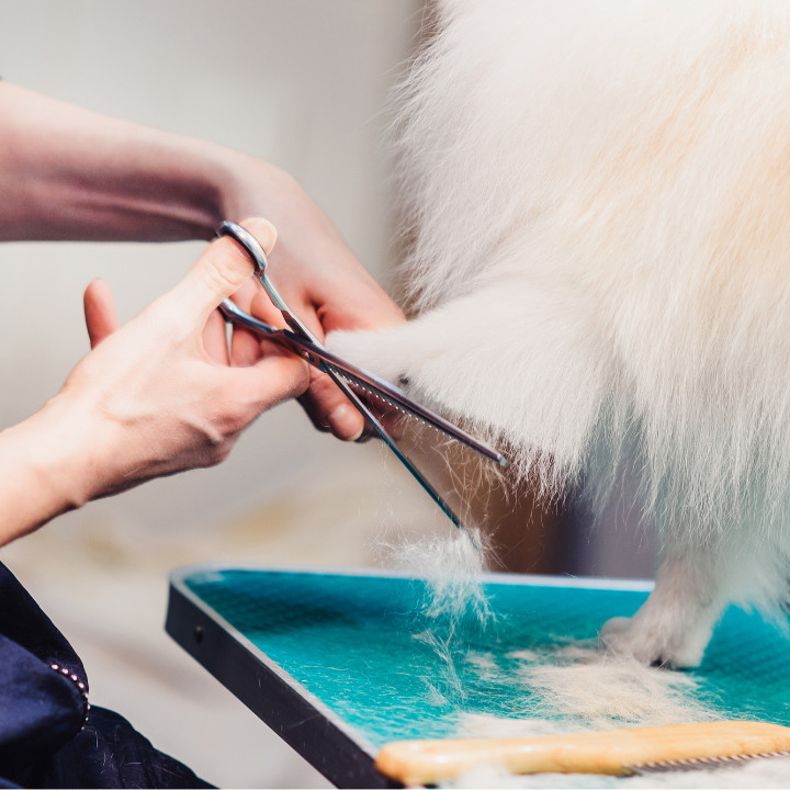 professional pet grooming - dog grooming course graduate feature