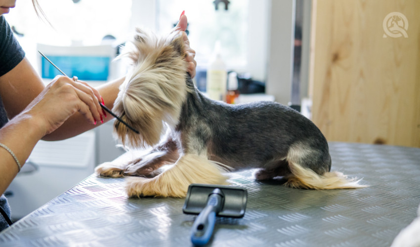 dog grooming a small dog