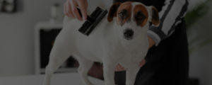 dog grooming kit - slicker brush