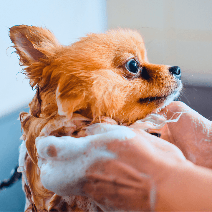 pomeranian being bathed by a professional dog groomer