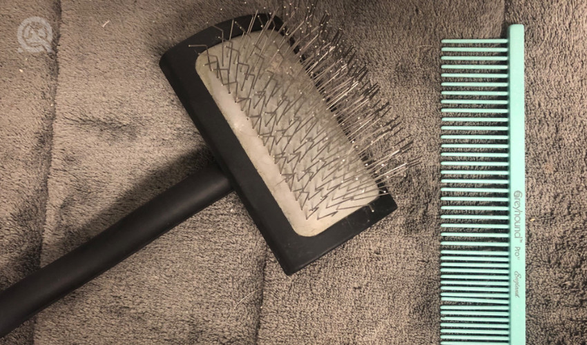 dog grooming certification graduate Casey Bechard's favorite slicker brush and blue comb