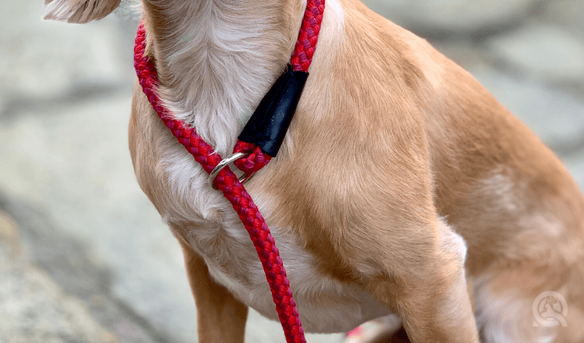 slip leash on a dog