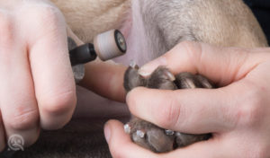 using a nail grinder on dog nails by a professional dog groomer