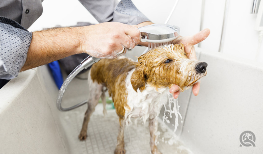 certified dog groomer bathing a dog in the tub at a grooming salon