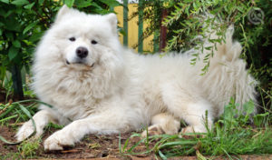 samoyed dog with double coat to maintain temperature year round