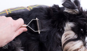 dog being groomed with a dog grooming kit tool