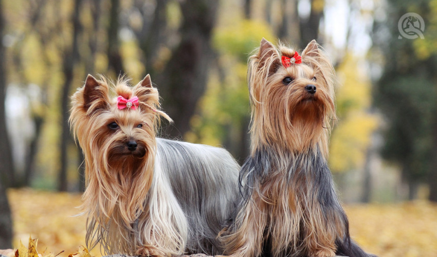 two yorkies in the gold autumn after seeing professional dog groomer bow