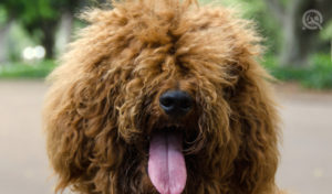 dog with eyes covered with hair that he can't see