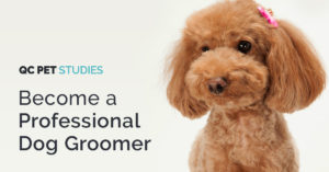 QC Pet Studies - Header Photos - Become a Professional Dog Grooming - Pet Expo Page