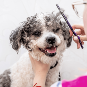 dog grooming career trimming hair of mixed breed bichon frise