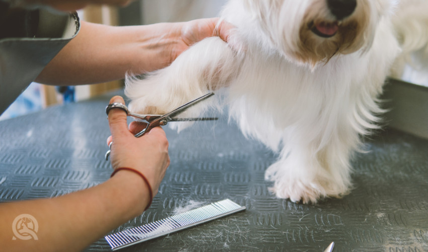 scissor trimming dog legs by a professional pet groomer