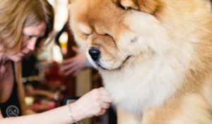 dog grooming course chow chow