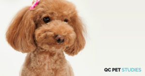 QC Pet Studies - Header Photos - Become a Professional Dog Grooming - Pet Expo Page v2