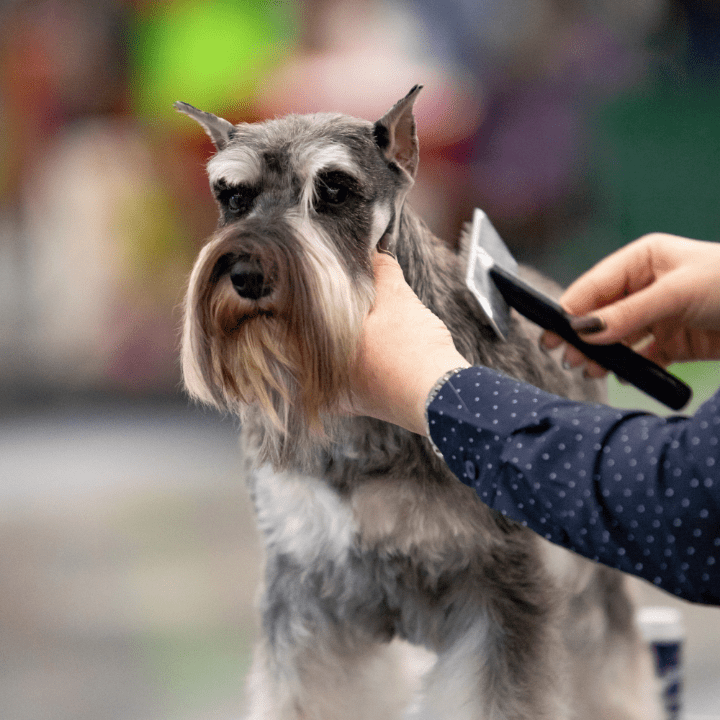 professional pet groomer brushing standard schnauzer