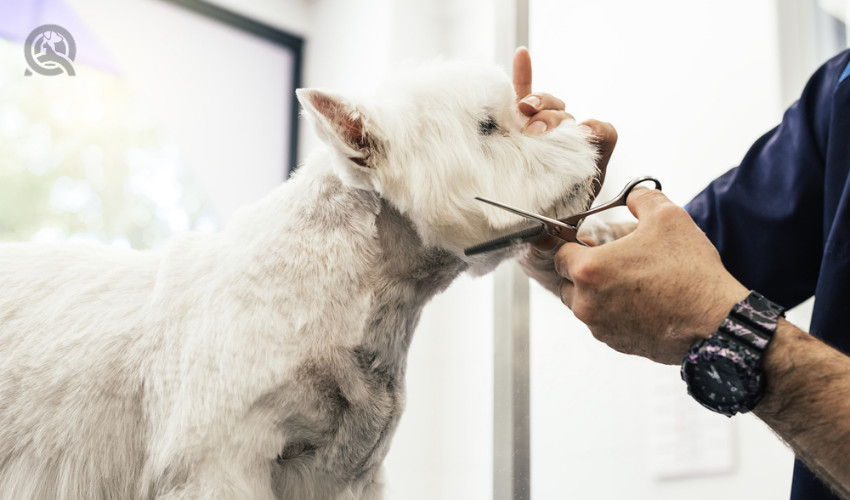 professional pet groomer cutting dog face hair