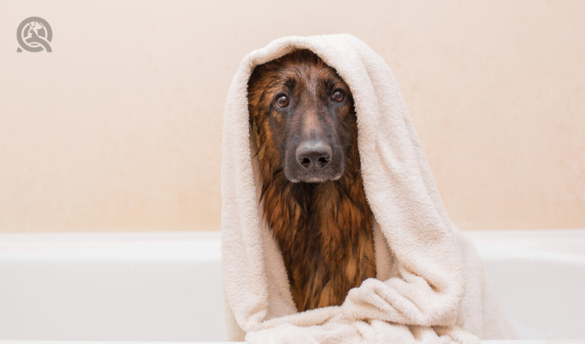 german shepherd in bath tub with towel